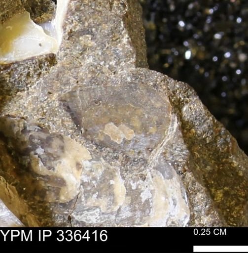 undet. Mollusca
