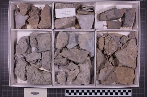 mixed taxa, stratigraphic collection