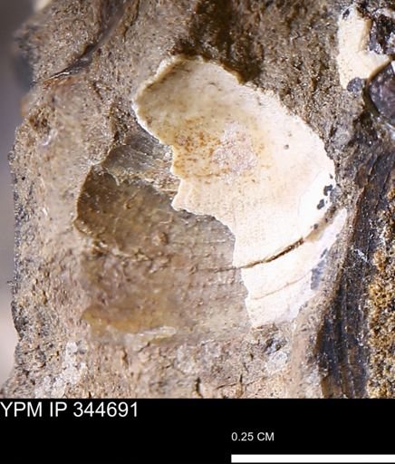 Limopsis striatopunctatus