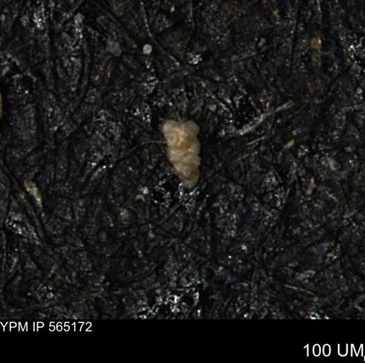 Verneuilinoides kansasensis