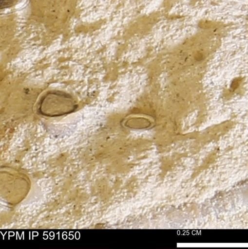 Serpulidae