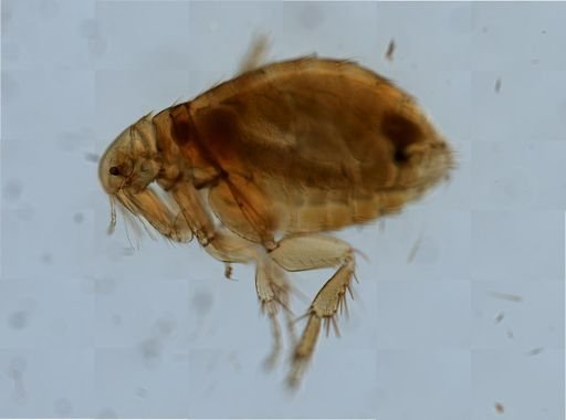 Xenopsylla cheopis