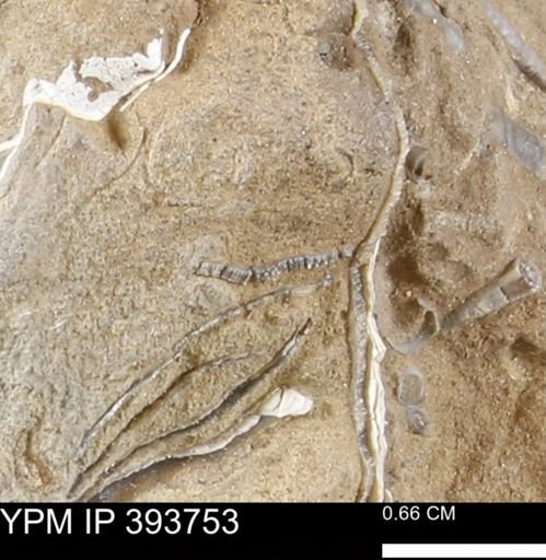 undet. Mollusca