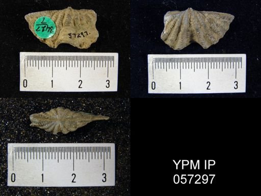 Megakozlowskiella perlamellosa