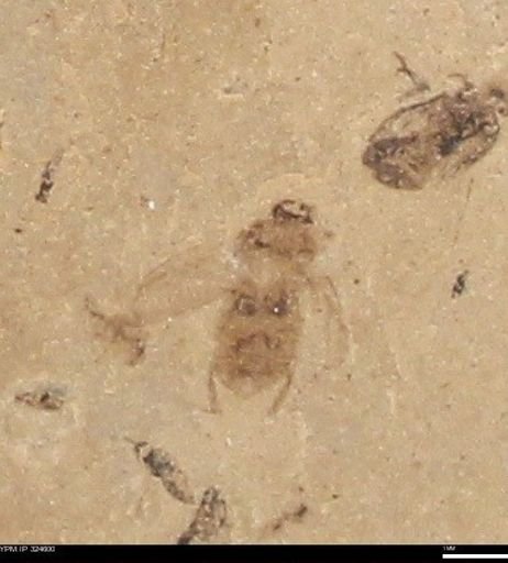 Coleoptera