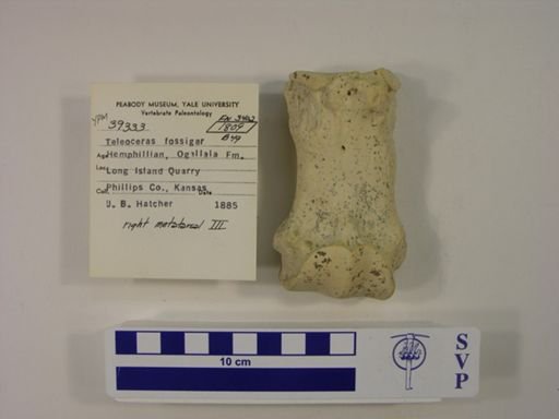 Teleoceras fossiger