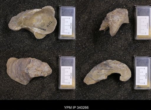 Gryphaea navia