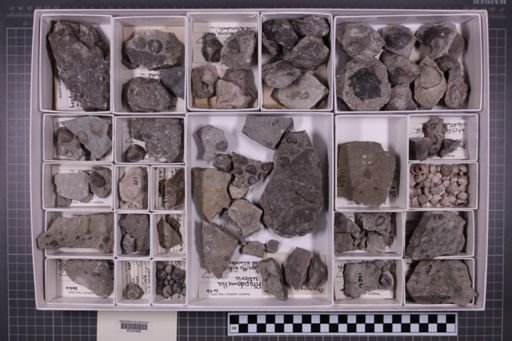 mixed taxa, stratigraphic collection