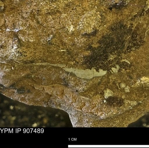 undet. Mollusca
