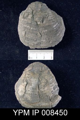 Pustula alternata