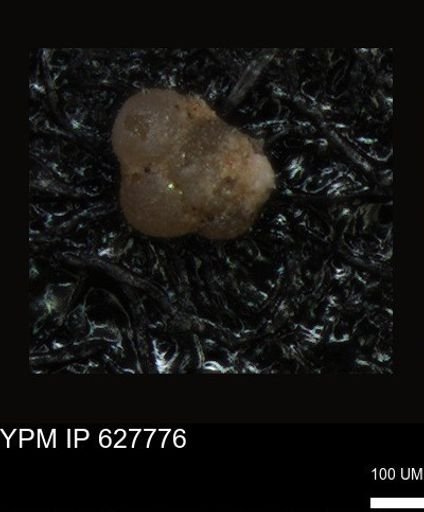 undet. Foraminiferida