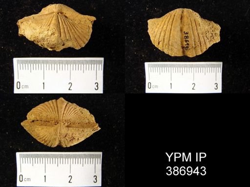 Spirifer concinnus