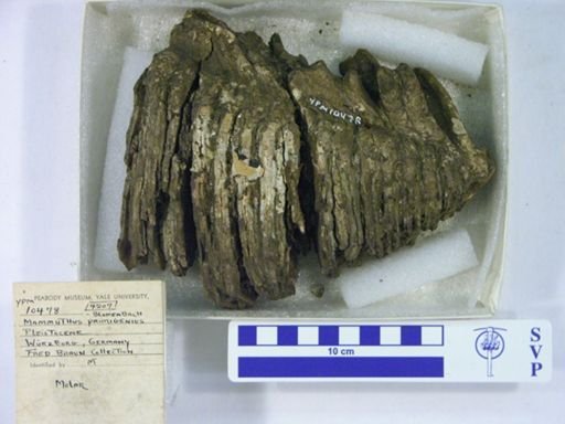 Hypohippus equinus