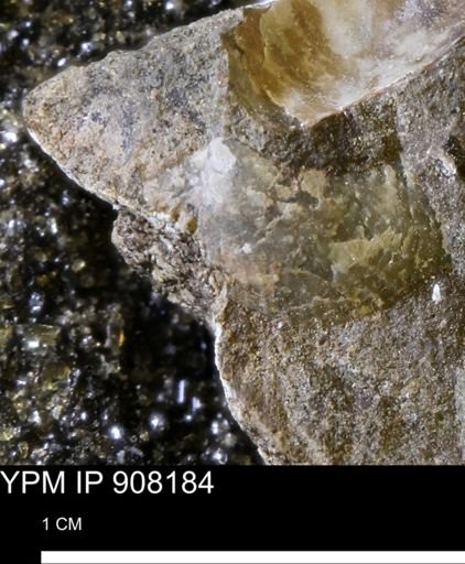 Oxytoma (Hypoxytoma) sp.