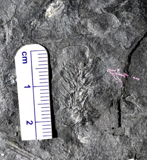 Asterophyllites sp.