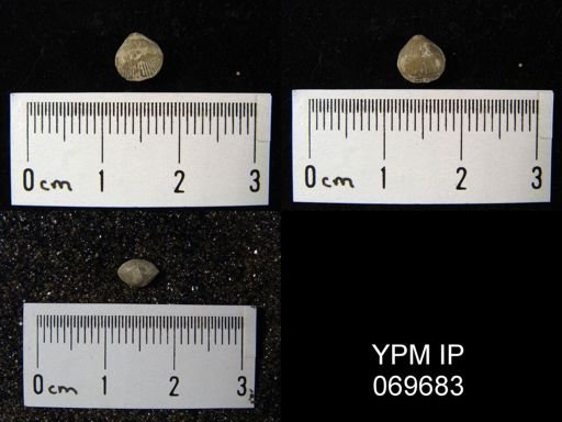 Zygospira recurvirostris aequivalvis