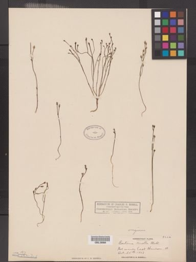 Bartonia virginica