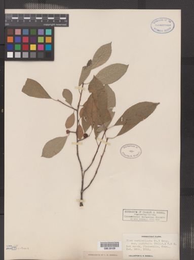 Ilex verticillata