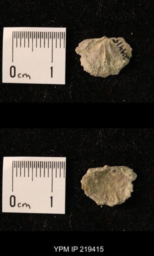 Chonetes granulifer