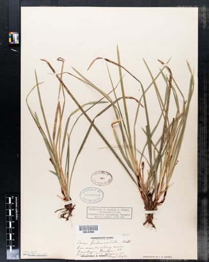 Carex pedunculata