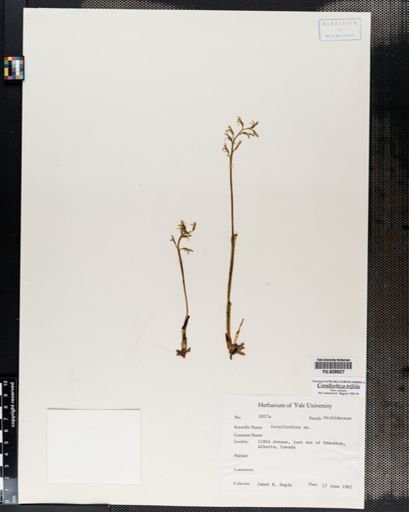 Corallorrhiza