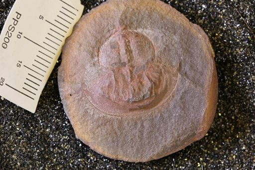Euproops thompsoni