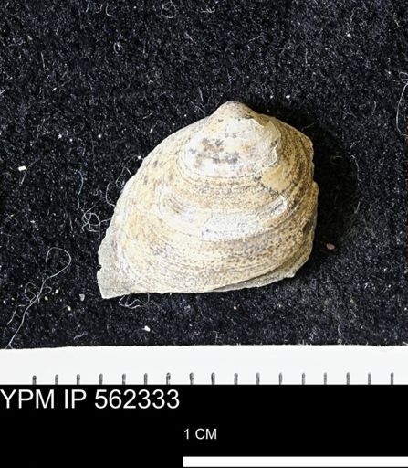 Limopsis striatopunctatus