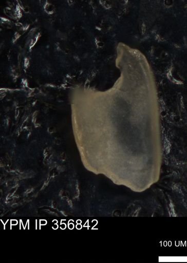 undet. Ostracoda