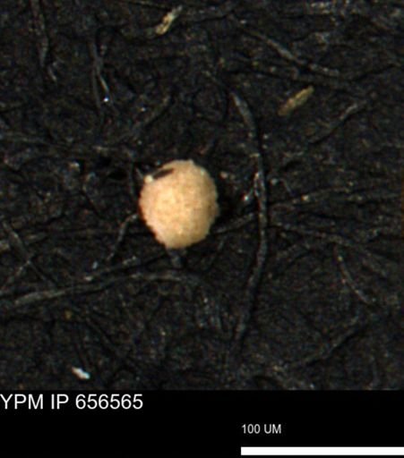 undet. Foraminiferida