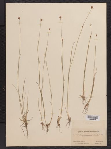 Rhynchospora alba