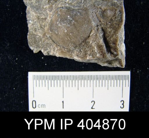 undet. Orthida