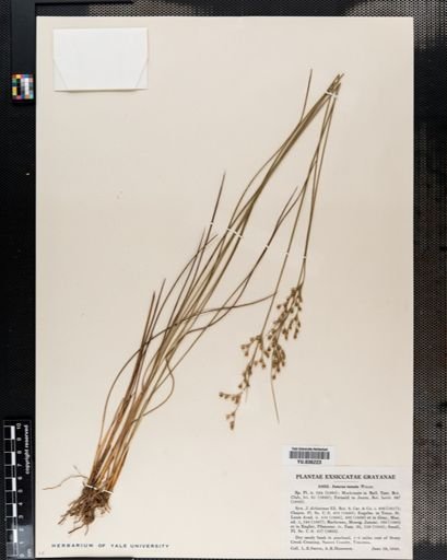 Juncus tenuis