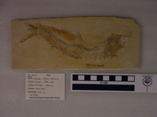 Leptolepis dubius