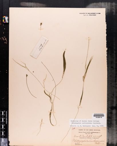 Potamogeton confervoides