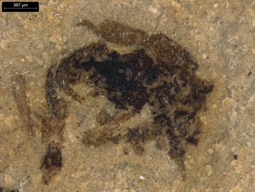 taxon undetermined