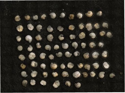 Globorotalia truncatulinoides