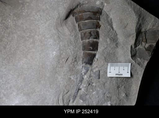 Eurypterus sp.