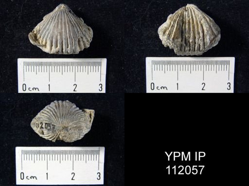 Rhynchonella borealis