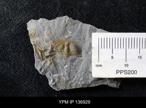Ctenocephalus maltheus