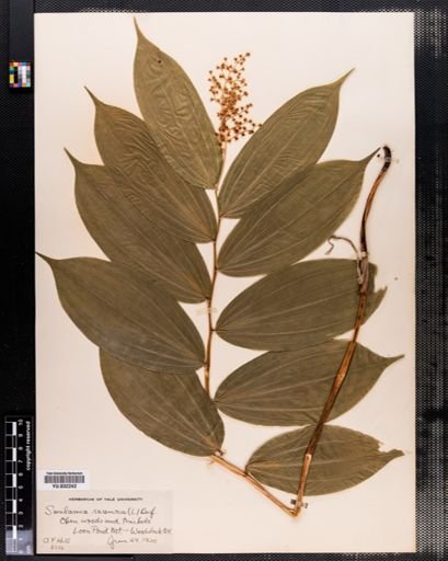 Maianthemum