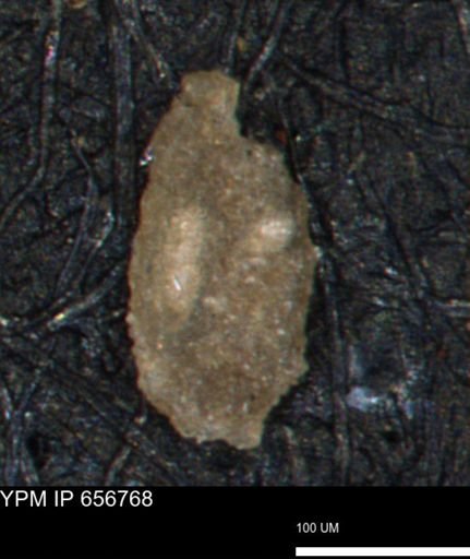 Miliammina manitobensis