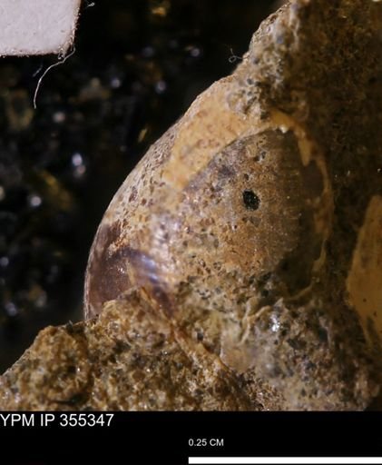 Oligoptycha?