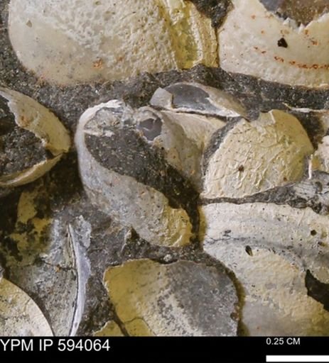 Limopsis? striatopunctatus