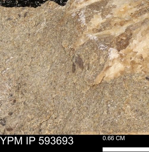 Baculites sp.