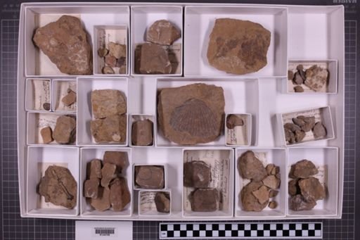 mixed taxa, stratigraphic collection