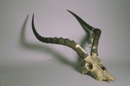 Aepyceros melampus