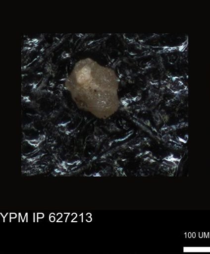 undet. Foraminiferida