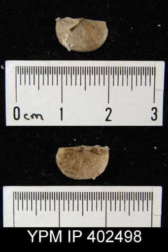 Finkelnburgia sp.