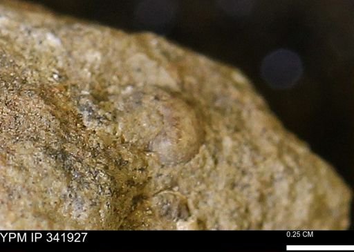 undet. Mollusca