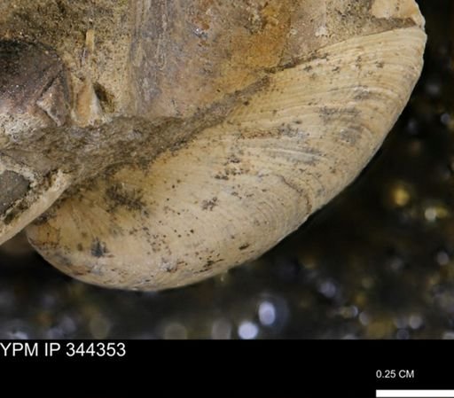 Limopsis striatopunctatus